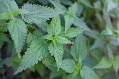 Bahçede marihuana bitkileri