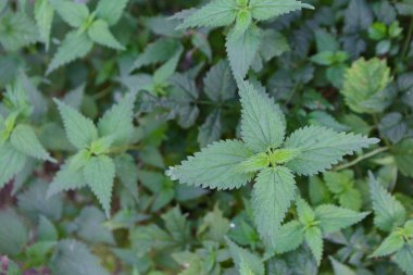 Doğada ısırgan otu