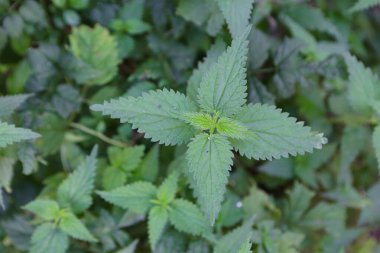 Bahçedeki yapraklar