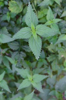 Yazın bahçede taze nane yaprakları.