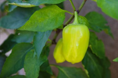 bahçede sarı biber