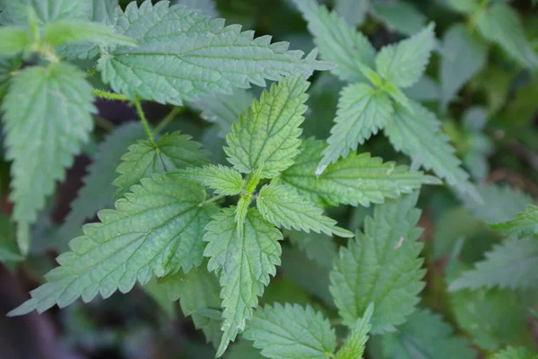 Isırgan bitki yakın çekim.