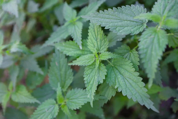 Doğada ısırgan otu