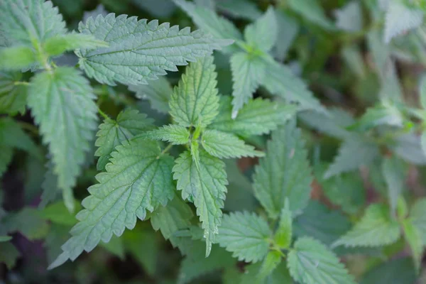 Bahçede marihuana bitkileri