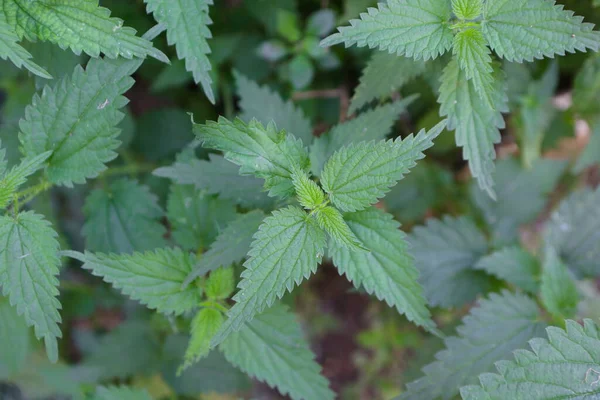 bir bitkinin yeşil yaprakları