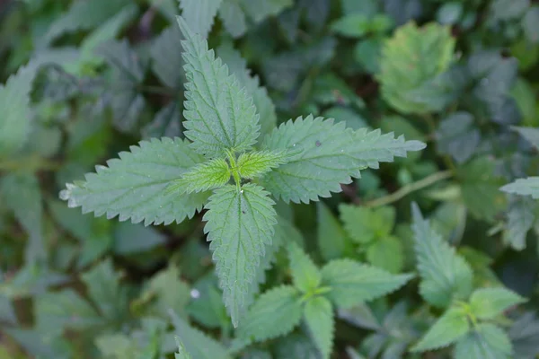 Bahçedeki güzel çiçekler, doğa