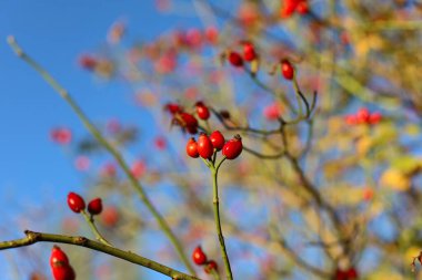  yaban gülü nar (Rosa canina), hangi çay, reçel, şurup ve brendi yapılır, bir ağaç dalında kırmızı böğürtlen, sonbahar arkaplanı