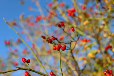  yaban gülü nar (Rosa canina), hangi çay, reçel, şurup ve brendi yapılır, bir ağaç dalında kırmızı böğürtlen, sonbahar arkaplanı