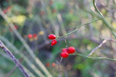  yaban gülü nar (Rosa canina), hangi çay, reçel, şurup ve brendi yapılır, bir ağaç dalında kırmızı böğürtlen, sonbahar arkaplanı