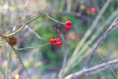  yaban gülü nar (Rosa canina), hangi çay, reçel, şurup ve brendi yapılır, bir ağaç dalında kırmızı böğürtlen, sonbahar arkaplanı
