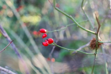  yaban gülü nar (Rosa canina), hangi çay, reçel, şurup ve brendi yapılır, bir ağaç dalında kırmızı böğürtlen, sonbahar arkaplanı