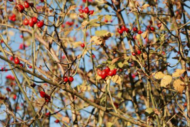  yaban gülü nar (Rosa canina), hangi çay, reçel, şurup ve brendi yapılır, bir ağaç dalında kırmızı böğürtlen, sonbahar arkaplanı