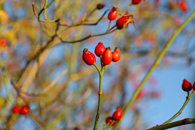  yaban gülü nar (Rosa canina), hangi çay, reçel, şurup ve brendi yapılır, bir ağaç dalında kırmızı böğürtlen, sonbahar arkaplanı