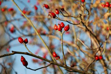  yaban gülü nar (Rosa canina), hangi çay, reçel, şurup ve brendi yapılır, bir ağaç dalında kırmızı böğürtlen, sonbahar arkaplanı
