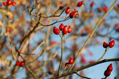  yaban gülü nar (Rosa canina), hangi çay, reçel, şurup ve brendi yapılır, bir ağaç dalında kırmızı böğürtlen, sonbahar arkaplanı