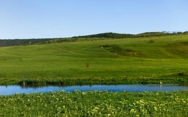 Grüner Rasen Flussnähe Feld — Stockfoto