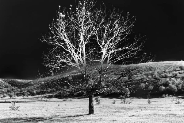 Abstract image. Black and white photo of a lonely big tree in the field with the black sky.