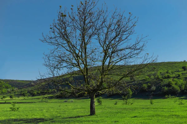 Samotne duże zielone drzewo w zielonym polu z czystym niebem w czasie wiosny. — Zdjęcie stockowe