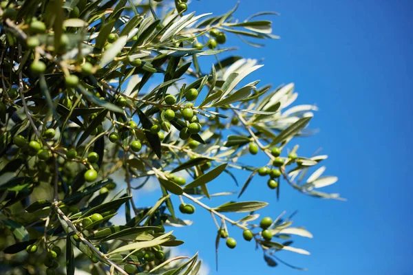 Zbliżenie Gałązki Oliwnej Liśćmi Zielonymi Oliwkami Drzewo Oliwne Bliska Grecji — Zdjęcie stockowe