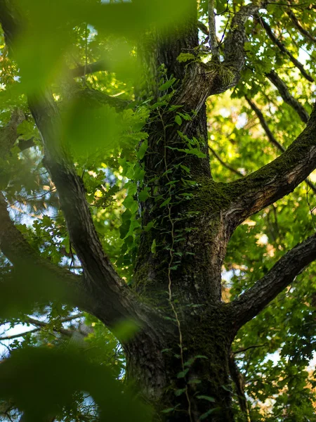 Cropped Image Tree Trunk Covered Wild Ivy Day Sunny Time — Stock Photo, Image