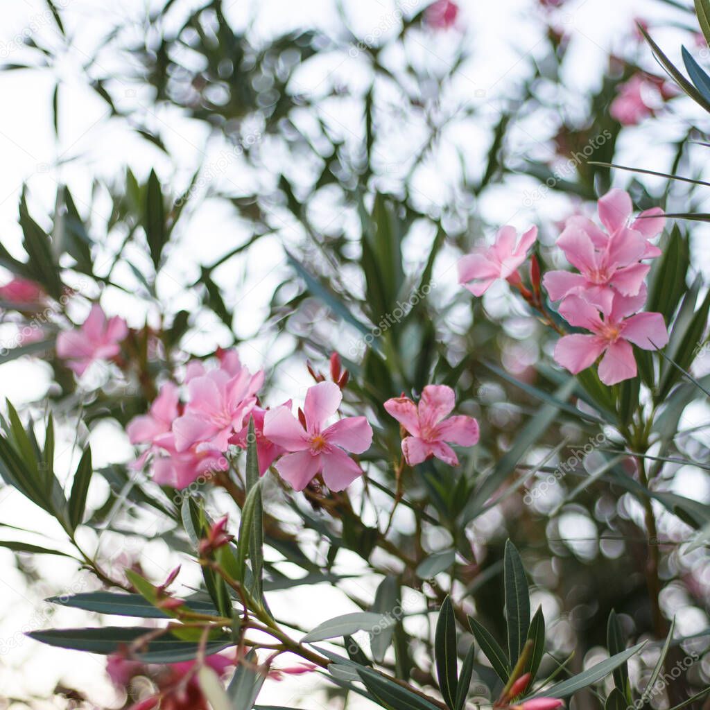Blooming pink oleander flowers or nerium in garden. Selective focus. Blossom in summer time.