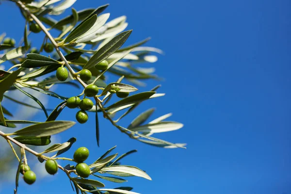 Zbliżenie Gałązki Oliwnej Liśćmi Zielonymi Oliwkami Drzewo Oliwne Bliska Grecji — Zdjęcie stockowe