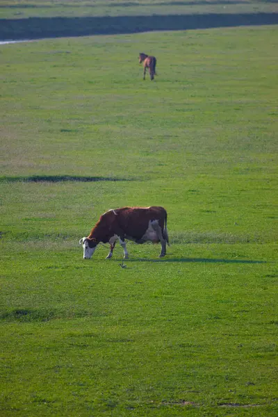 Vista Sobre Uma Jovem Vaca Marrom Topo Colina Verde Vista — Fotografia de Stock