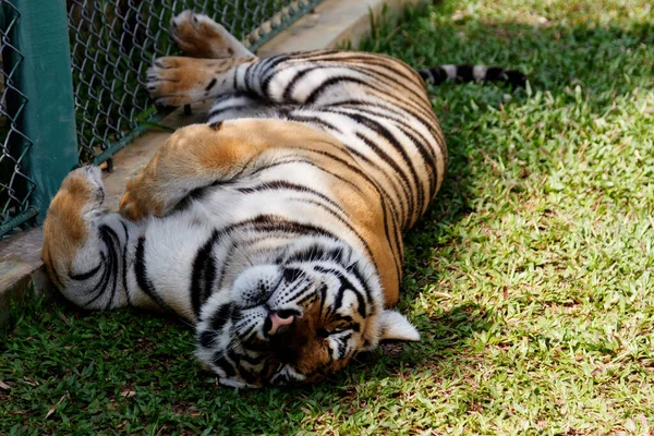 Widok Korizontal Słodki Syberyjski Tygrys Leżący Trawie Śpiący Tygrys Zmęczony — Zdjęcie stockowe