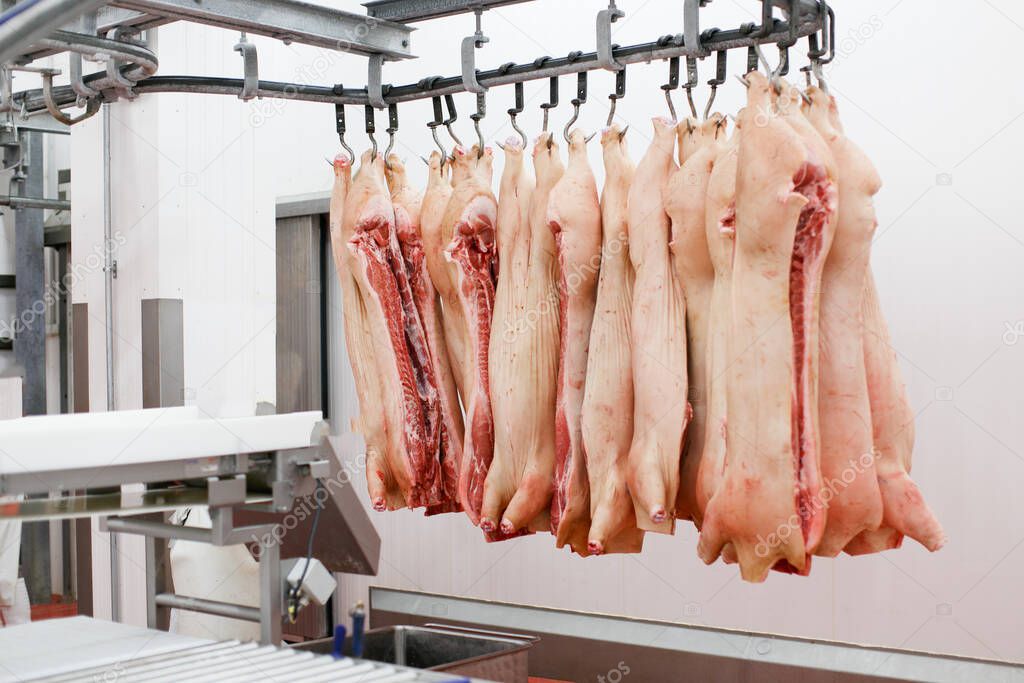 A lot of chopped fresh raw pork meat hanging and arranged in row, in processing deposit in a refrigerator, in a meat factory. Horizontal view.