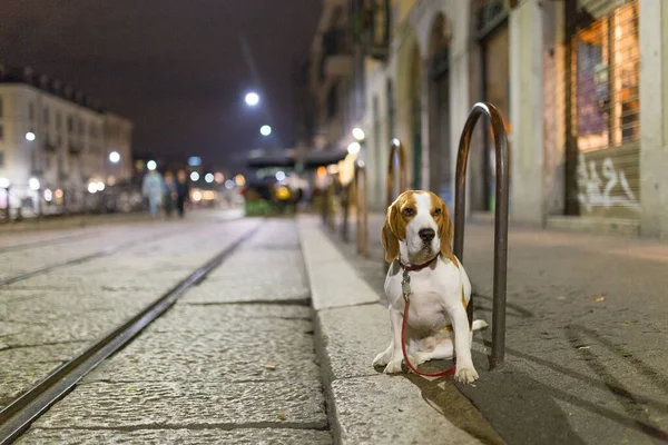 Horizontaal Zicht Leuke Hond Vastgebonden Buiten Alleen Nachts — Stockfoto