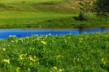 Yatay görüş. Nehir kenarındaki tarlada yeşil çimenler.