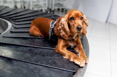 Havalimanında oturmuş bagaj bandını bekleyen cocker spaniel bir köpeğin portresi. .
