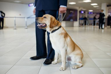 Havaalanında gümrük görevlisinin yanında duran uyuşturucu tespit eden bir Labrador köpeği. Yatay görünüm.