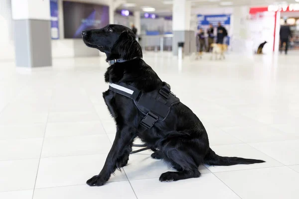 在机场附近的机场，近距离拍摄了一只用于检测毒品的狗的肖像。四.横向观点. — 图库照片