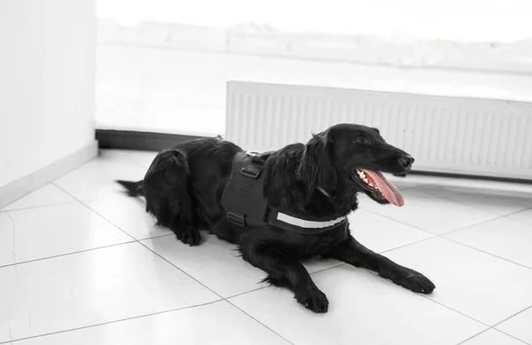 Vista lateral de un gran perro negro para la detección de drogas en el aeropuerto en el suelo . — Foto de Stock
