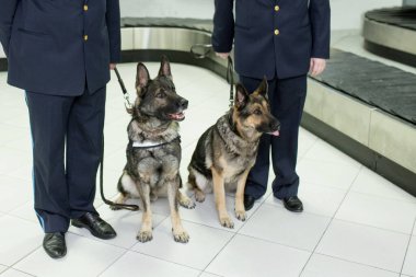 İki Alman çoban köpeğinin görüntüsü. Gümrük memurlarının bavullarını kontrol etmek için havaalanının içinde oturanları tespit ediyorlar. Yatay görünüm.