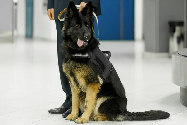 Closeup of a dog for detecting drugs at the airport standing near the customs guard.