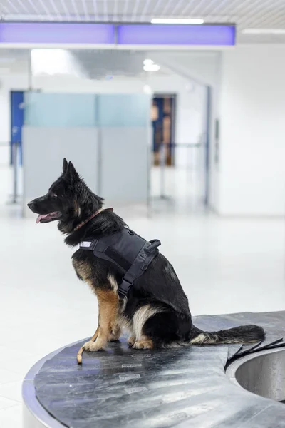 侧写描绘了一条黑狗 用于在候机室里检测毒品 并在候机室里等待行李滚动带 纵向观点 — 图库照片