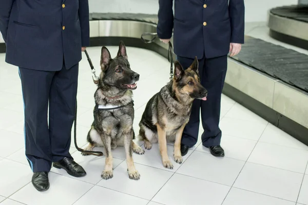 Ausgeschnittenes Bild Von Zwei Schäferhunden Zum Aufspüren Von Drogenkonsum Der — Stockfoto
