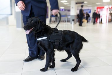 Havaalanında gümrük görevlisinin yanında duran uyuşturucu tespit eden bir köpeğin portresi..