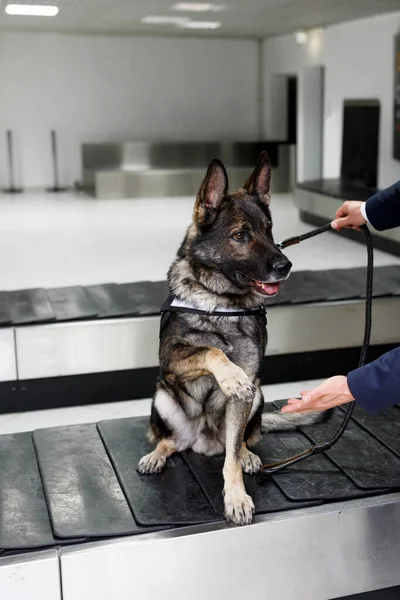 Image of a dog for detecting drugs at the airport standing near the customs guard. Vertical view.