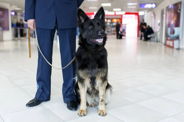 Imagen Recortada Perro Para Detectar Drogas Aeropuerto Pie Cerca Del — Foto de Stock