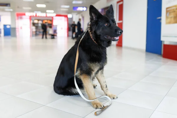 在机场附近的机场 近距离拍摄一只用于检测毒品的狗的肖像 — 图库照片