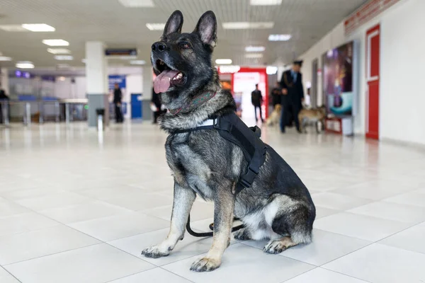 Havaalanının yakınında duran bir havalimanında uyuşturucu tespit eden bir köpeğin portresi. Yatay görünüm.