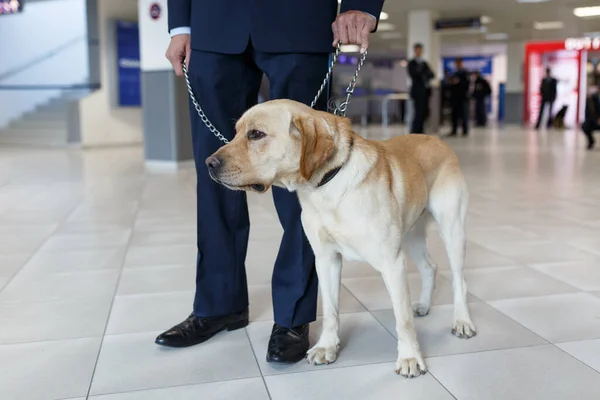 拉布拉多犬在机场海关检查毒品时的近照 — 图库照片