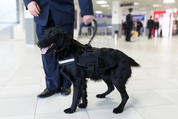 机场海关关口附近一只用于检测毒品的狗的特写 — 图库照片