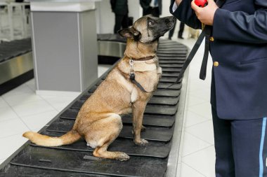 Havaalanındaki uyuşturucu tespiti labrador köpeği bavulların üzerine oturur. Yatay görünüm.