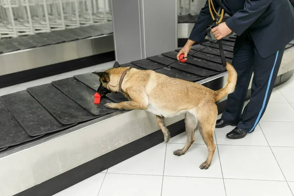 机场的探毒拉布拉多犬在村子里搜寻毒品四 横向观点 — 图库照片