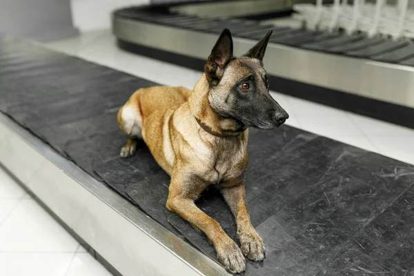 机场的一条检测药物的拉布拉多犬侧视图在频带上坐下 — 图库照片