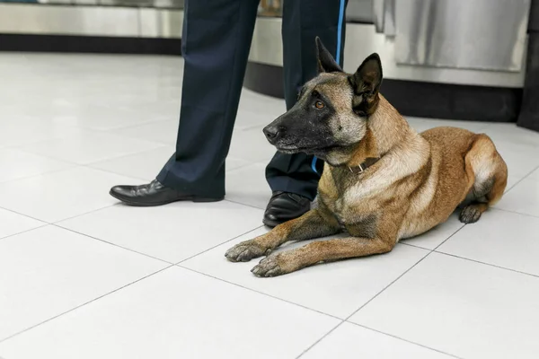 Cropped image of a detection dog at the airport sits down near customs officer.